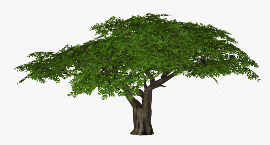 Umbrella Thorn Slice Zt - Acacia Tree Transparent Background, HD Png Download