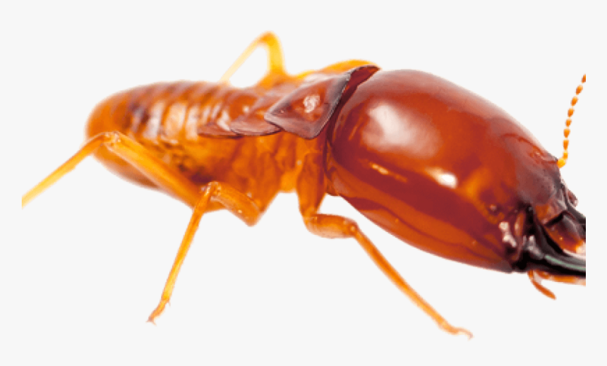 Download Termite Png File - Termite Png, Transparent Png
