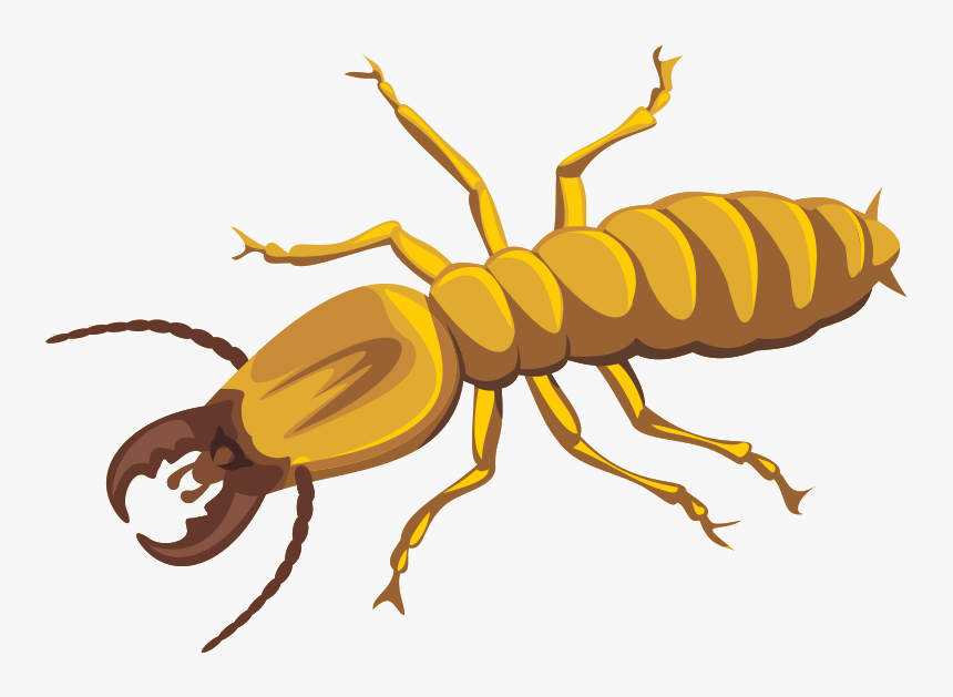 Termite Png Photos - Termites Cartoon, Transparent Png