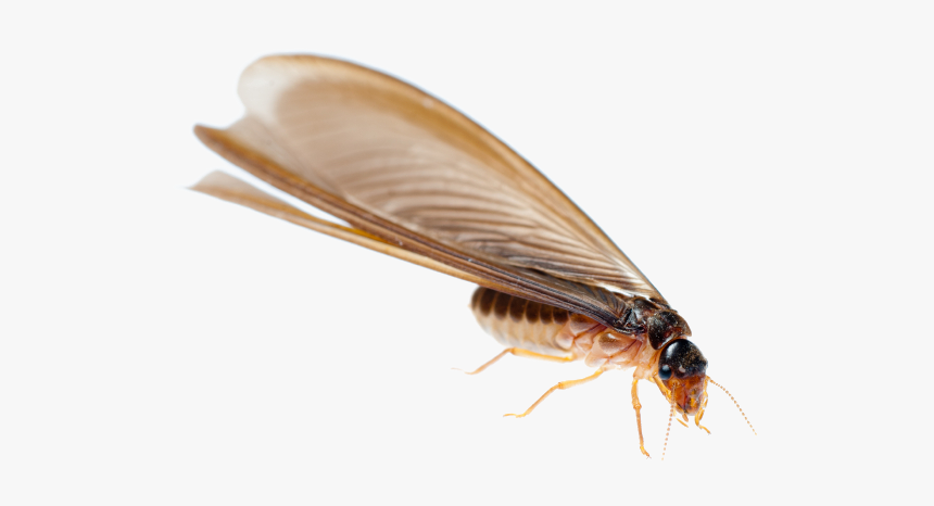 Download Termite Png Transparent Image For Designing - Drywood Termites, Png Download