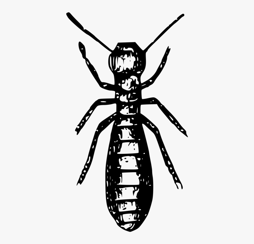 Social Insects Ant Termite Pest - Termite Black And White, HD Png Download