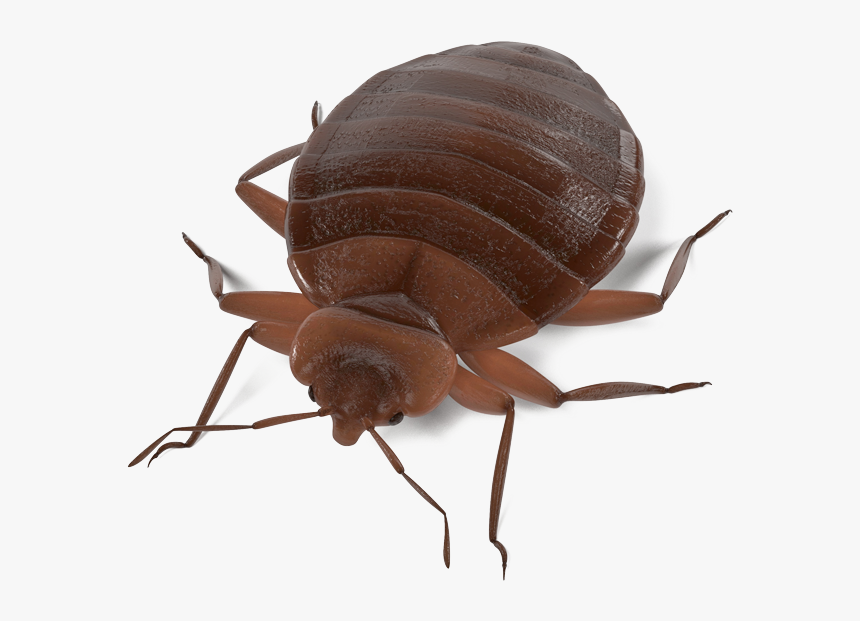 Download Termite Transparent Background For Designing - Clip Art Realistic Bug, HD Png Download