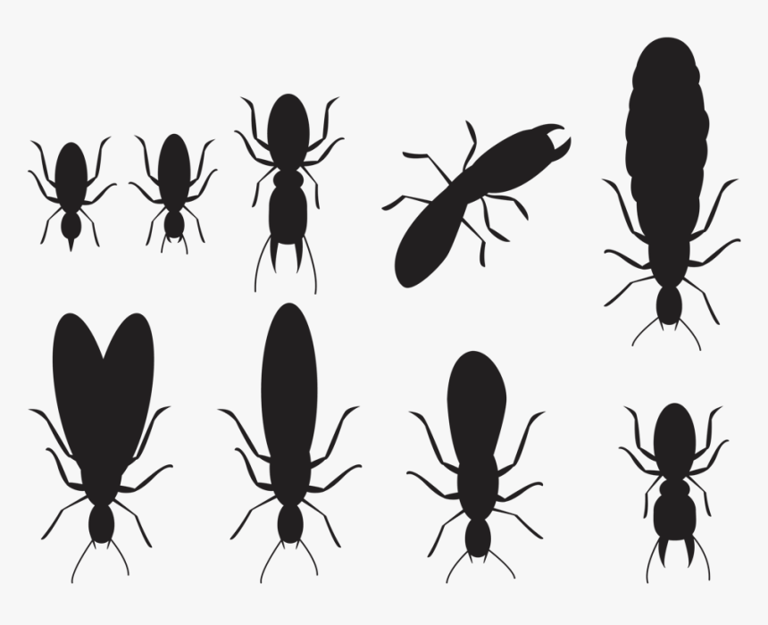 Termite Treatment By Jiminey Kricket Exterminating - Longhorn Beetle, HD Png Download