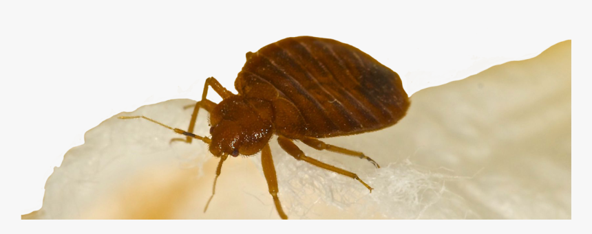 Bed Bugs Bed Bug Treatment Hotel Motel Apartment Exterminator - Flea, HD Png Download