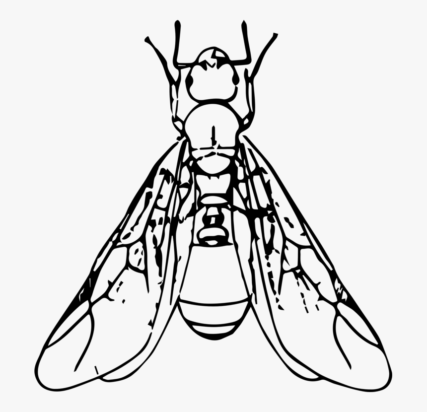 Line Art,organ,monochrome Photography - Ant With Wings Clipart, HD Png Download