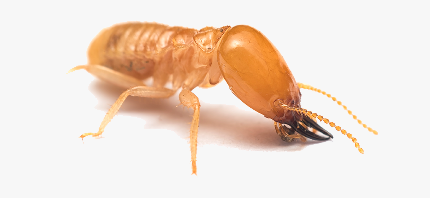 Termite Galveston, HD Png Download