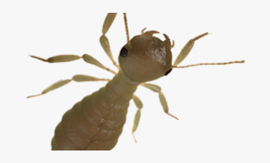 Carpenter Ant, HD Png Download