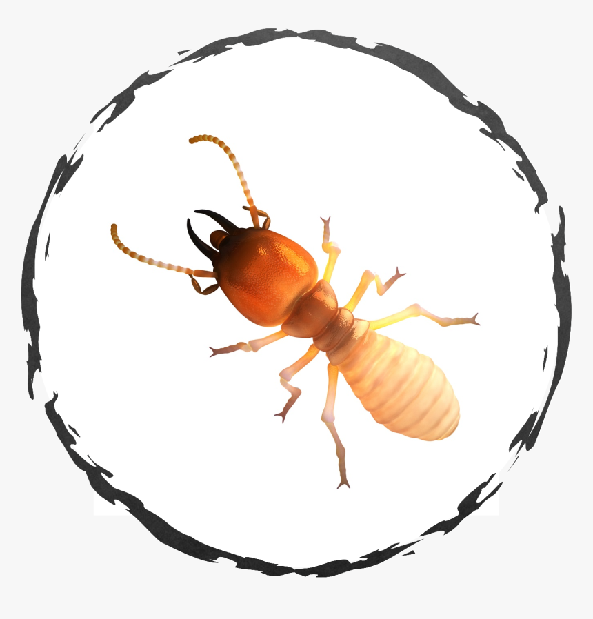Termite Meaning In Tamil, HD Png Download