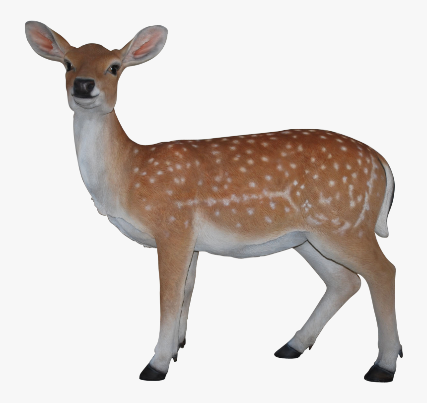 Transparent Deer Clip Art - Real Deer Transparent, HD Png Download