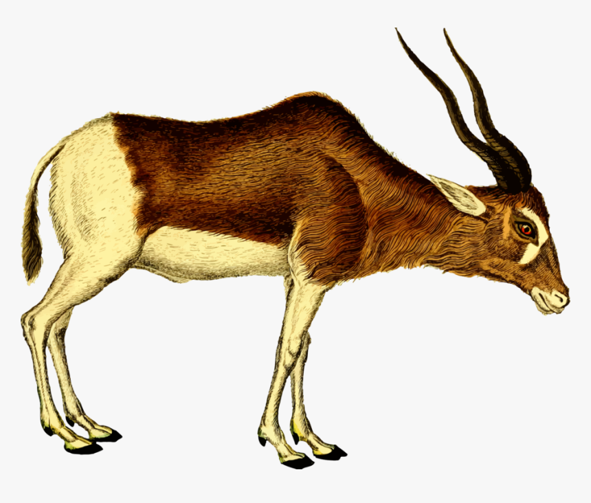Antelope,cattle Like Mammal,springbok - Antelope Clipart, HD Png Download