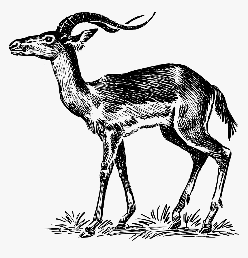 Clip Art Chevrolet Impala Antelope Transprent - Impala Clip Art, HD Png Download