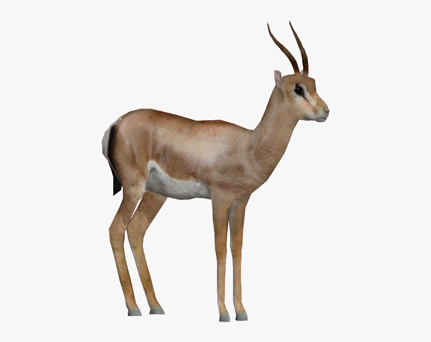 Thomson S Gazelle Hd Png Download Transparent Png Image Pngitem
