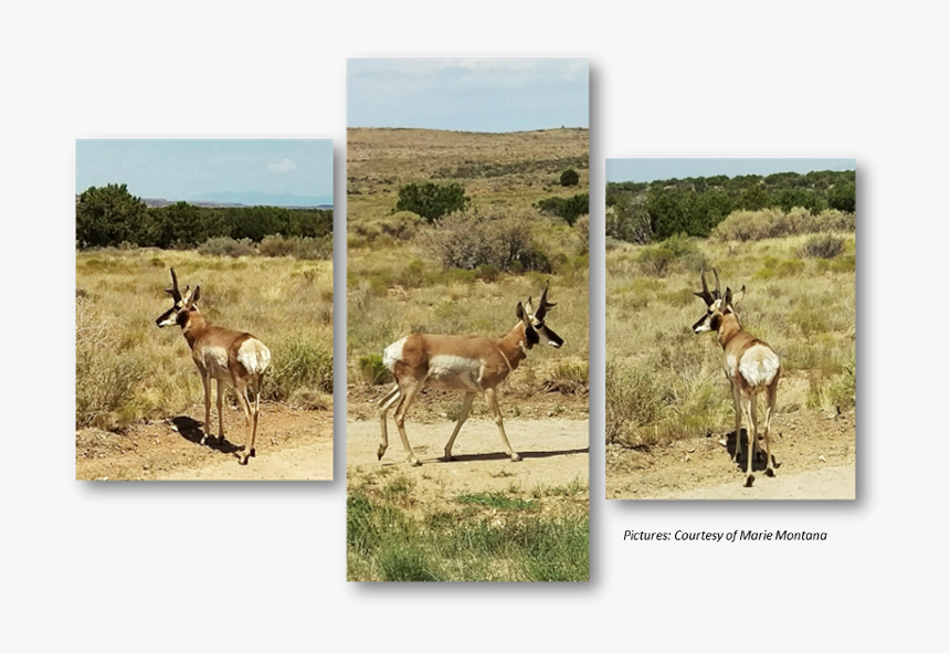 Pronghorn, Anetelope, Hualapai, Hunting - Gazelle, HD Png Download