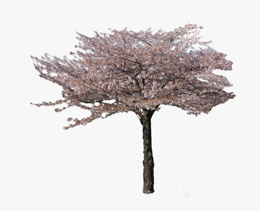 Flowering Tree Cherry, Png V - Pond Pine, Transparent Png
