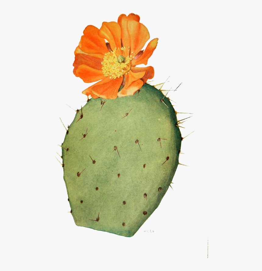 Collection Of Free Cactus Drawing Prickly Pear - Cactus Flower