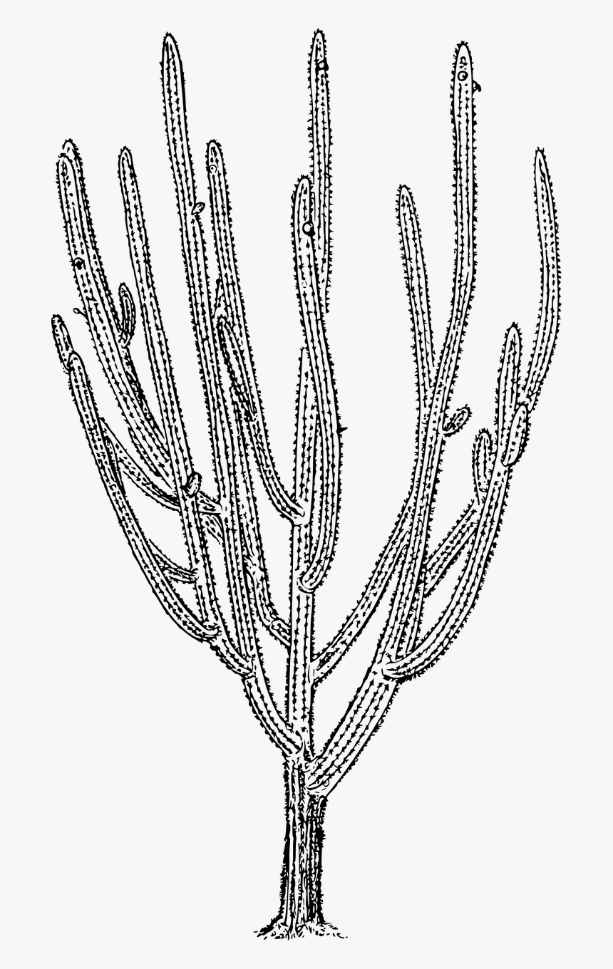 Cactus, HD Png Download