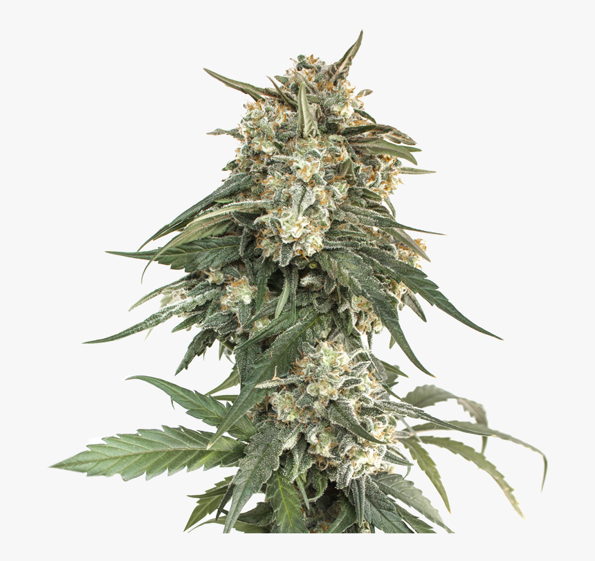 Bcn Critical Xxl Fast Feminized 
title Bcn Critical - Seed, HD Png Download