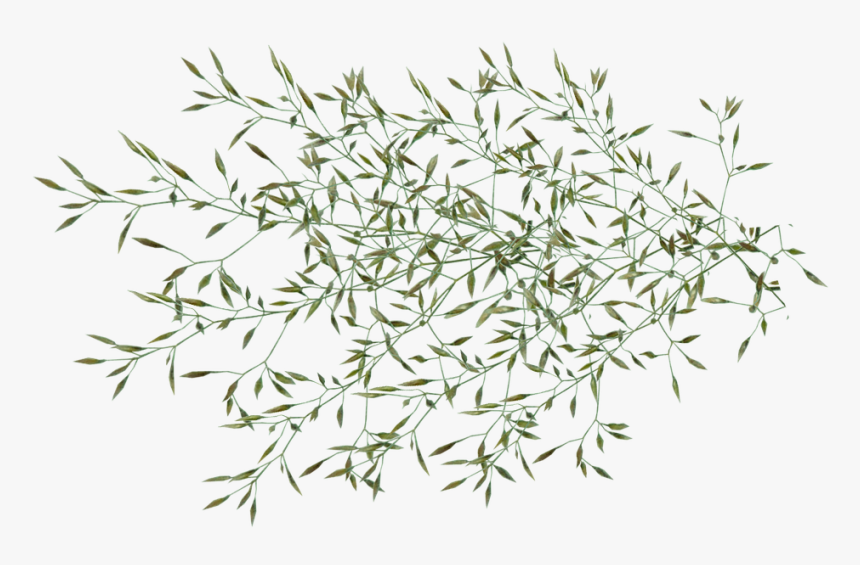 Grass, Seed, Weed, Plant, Garden, Nature, Cut Out - Garden Weed Png, Transparent Png