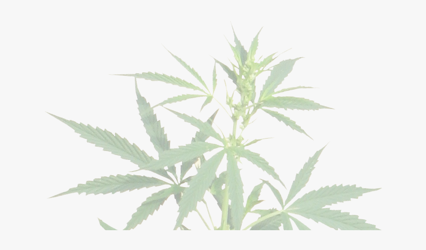 Transparent Background Cannabis Png, Png Download