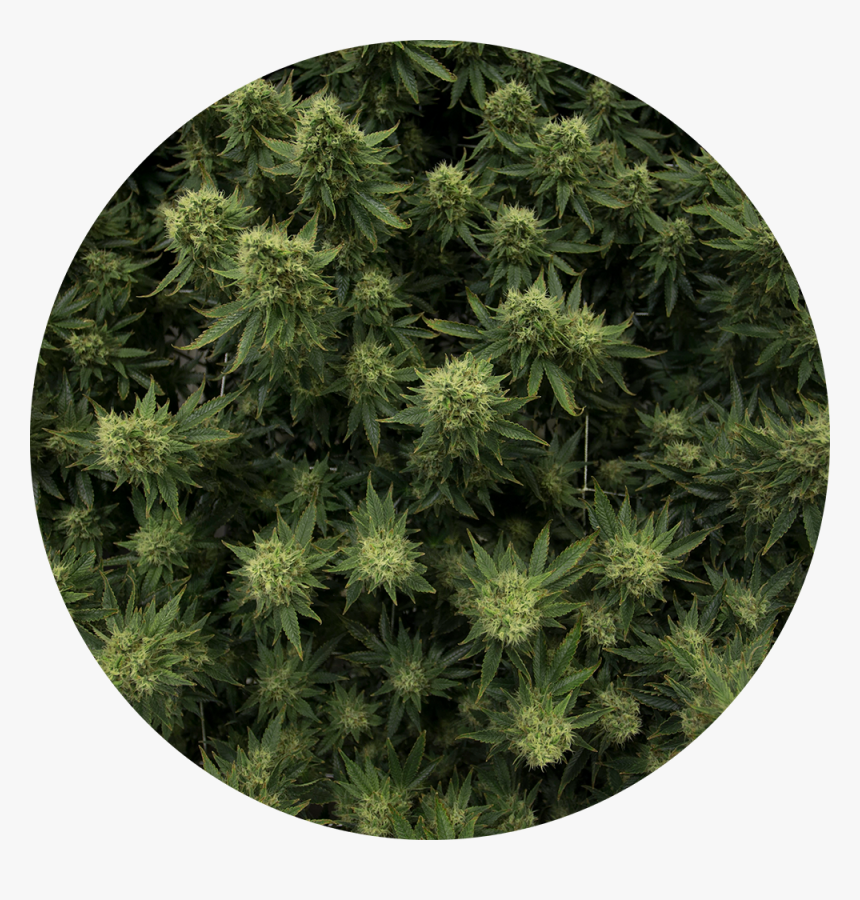 Flower, HD Png Download