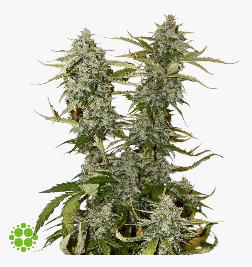 Candy Dawg Kush, HD Png Download