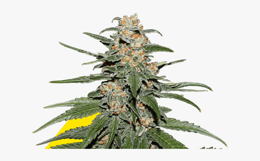 Caramellate Gea Seeds - Cuanto Tiempo Tarda Una Planta De Marihuana, HD Png Download