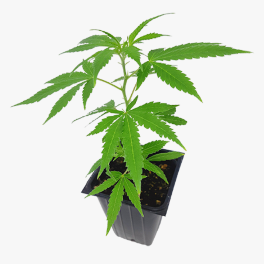 Eve & Co - Houseplant, HD Png Download