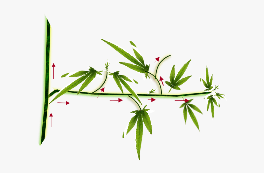 Supercropping - Galho De Maconha Png, Transparent Png