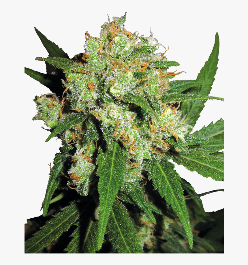 Sensi Skunk Sensi Seeds, HD Png Download