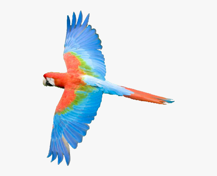 Animal Amazonia Png, Transparent Png