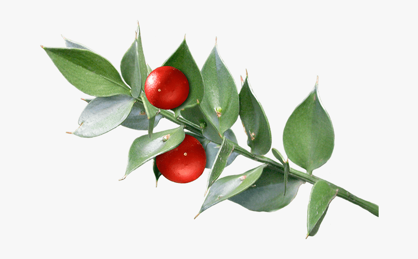 Butcher S Broom - Buffaloberries, HD Png Download