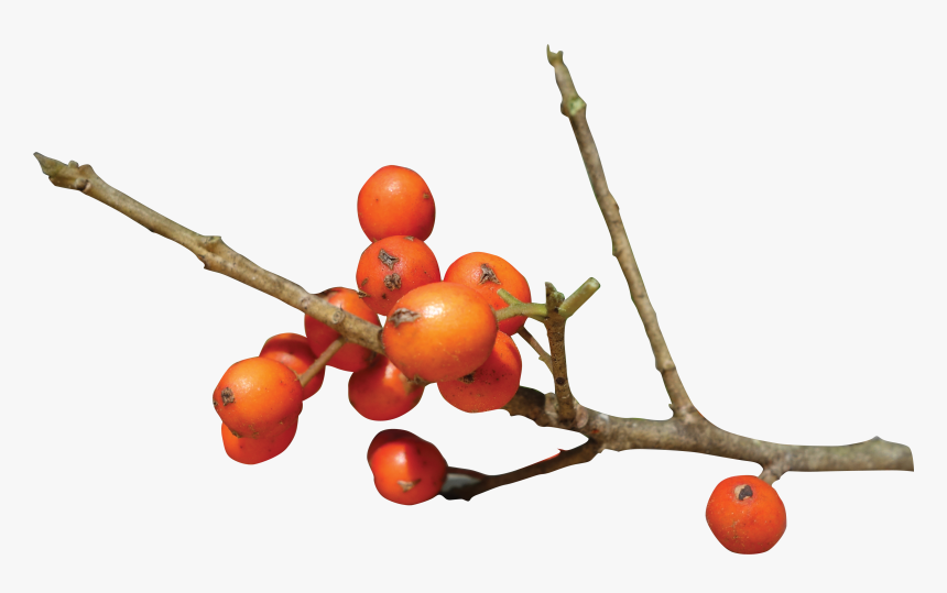 Seedless Fruit, HD Png Download