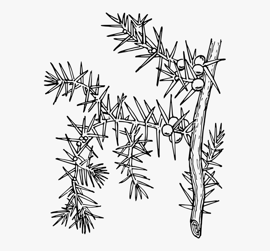 Ilex Aquifolium, Holly, Common Holly, English Holly - Planta Chilcuara Para Dibujar, HD Png Download