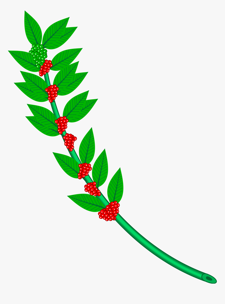 Clip Art Free Library Branch Svg Holly - Coffee Branch Png, Transparent Png