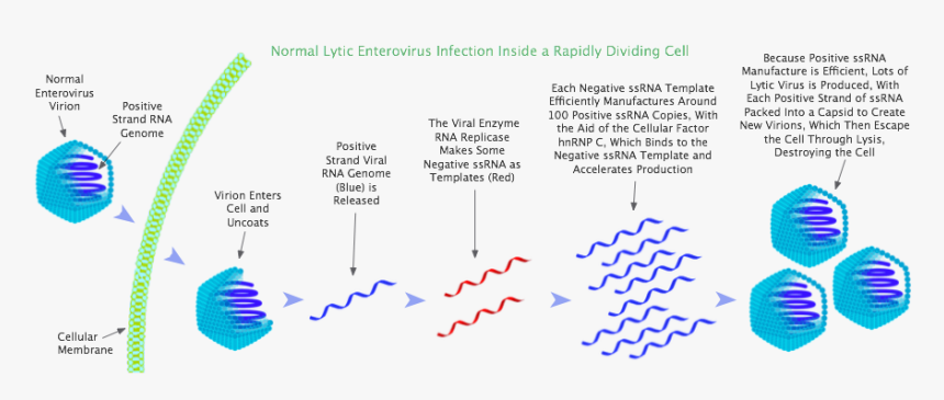 Lytic Enterovirus Infection In A Rapidly Dividing Cell - Positive V Negative Ssrna, HD Png Download
