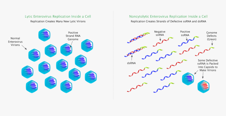 Lytic And Noncytolytic Enterovirus Infection - Non Cytolytic, HD Png Download