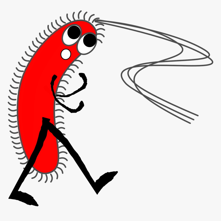Gram Negative Bacteria Cartoon, HD Png Download