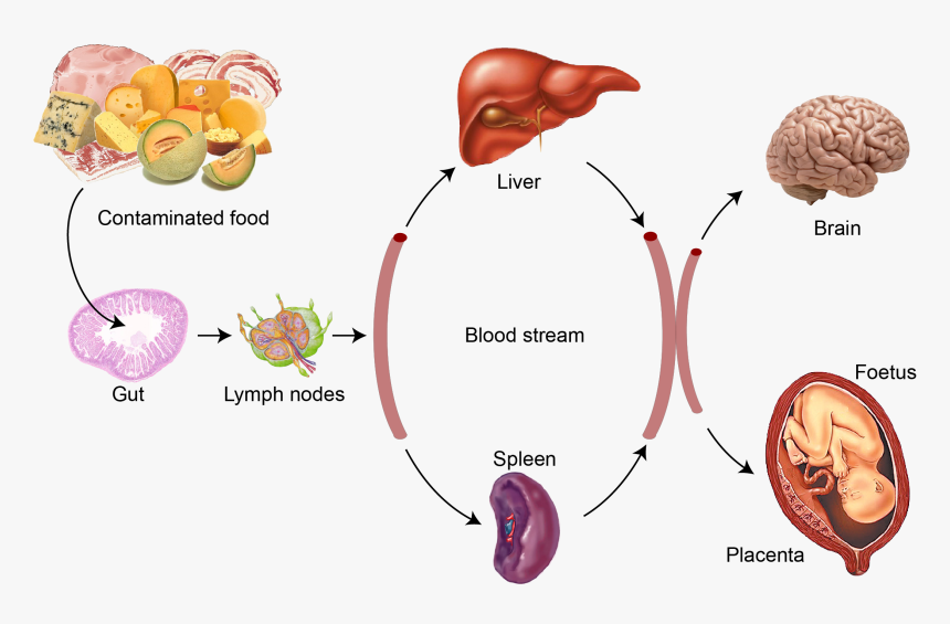 Bacteria Png Listeria - Listeria Monocytogenes Food, Transparent Png