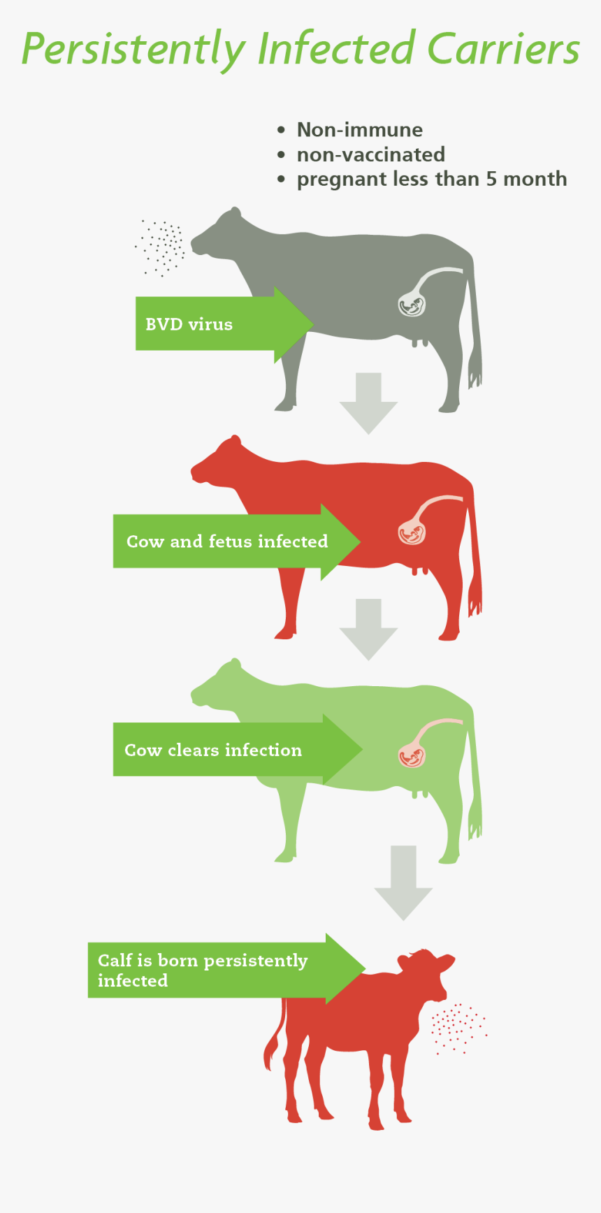 Horse, HD Png Download