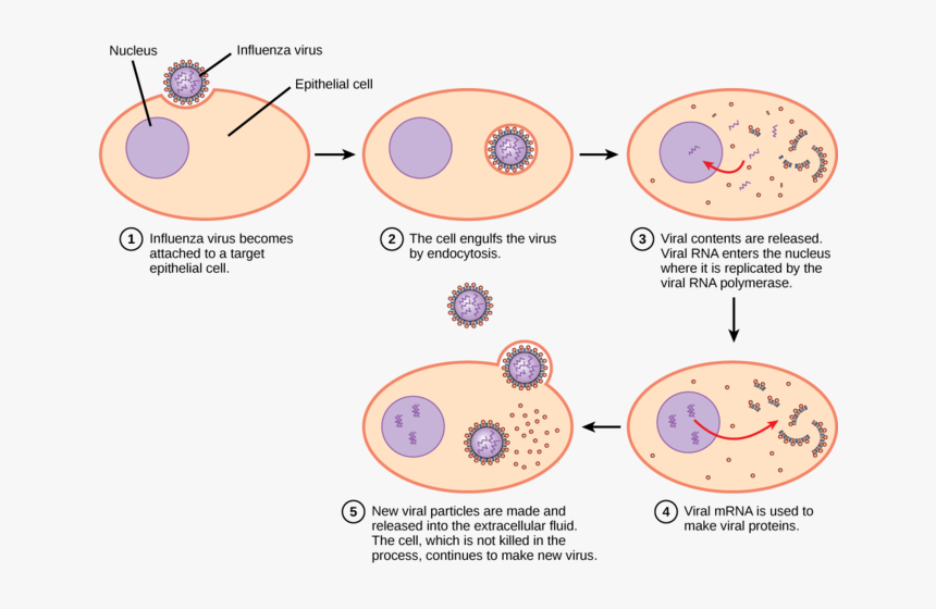 Image - Virus Infecting Host Cell, HD Png Download