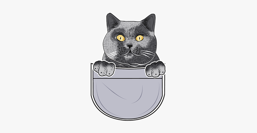British Shorthair, HD Png Download