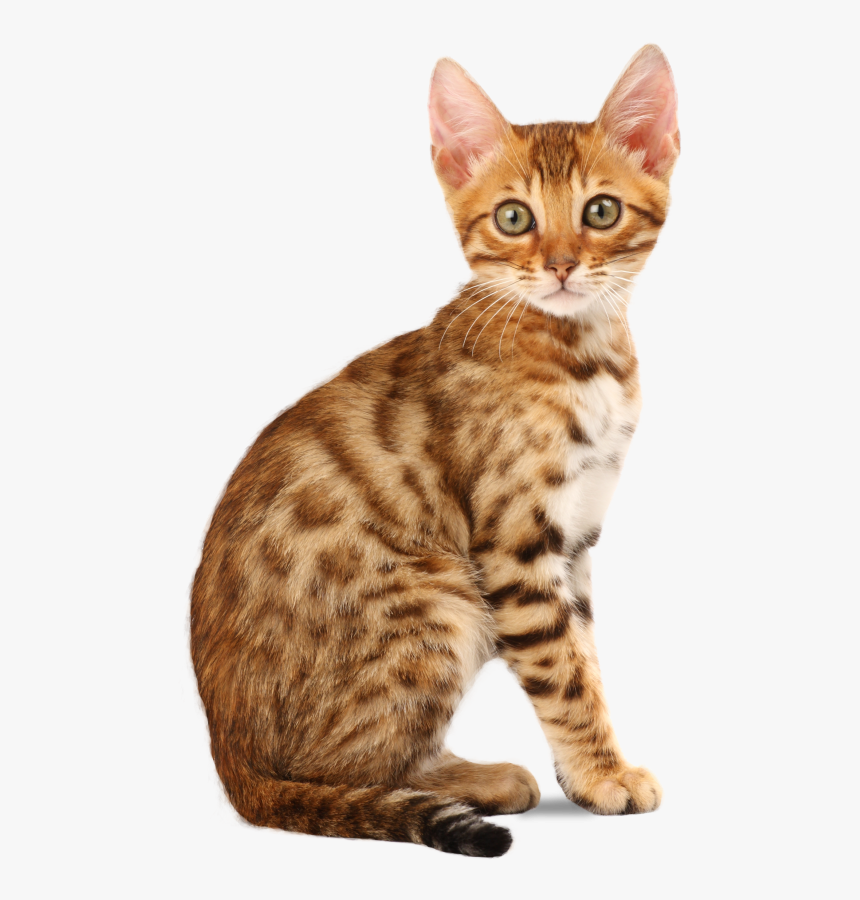 Arabian Mau, HD Png Download