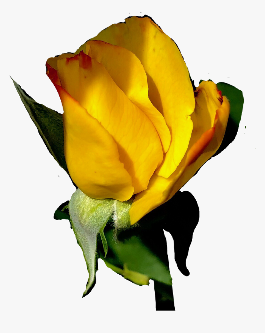 #sticker #rose #rosebud #yellowrose - Garden Roses, HD Png Download