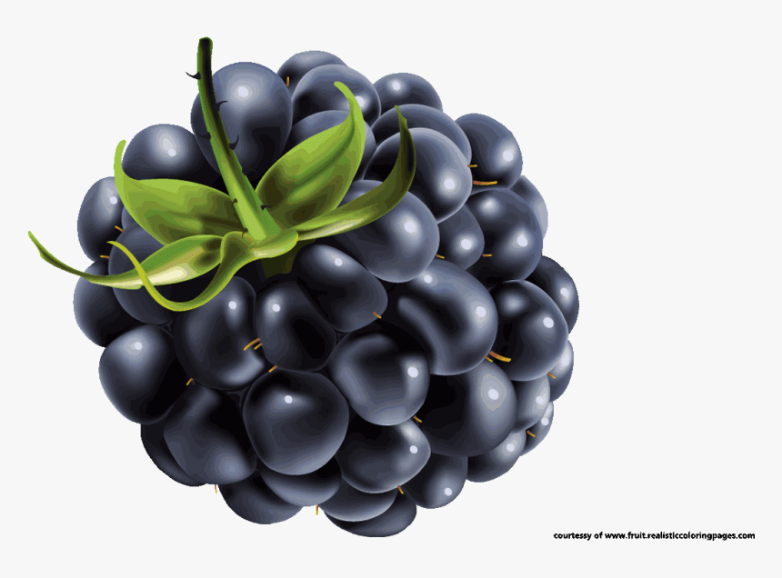 Blackberry Fruit Clipart - Blueberry Vector, HD Png Download