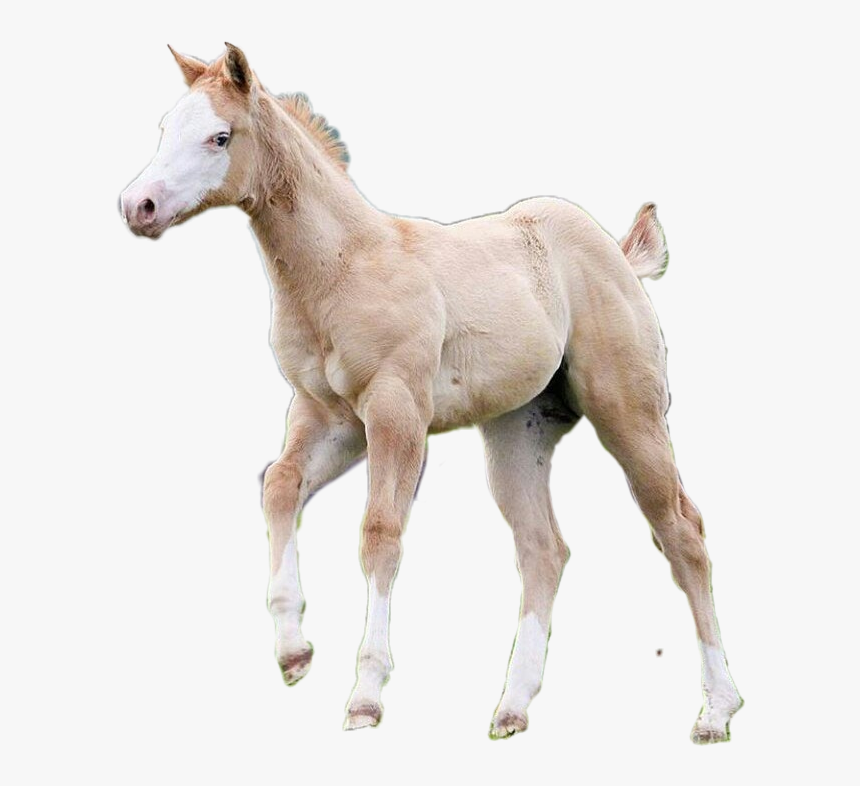 Sphynx Cat, HD Png Download