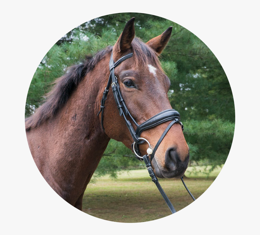 Sorrel, HD Png Download