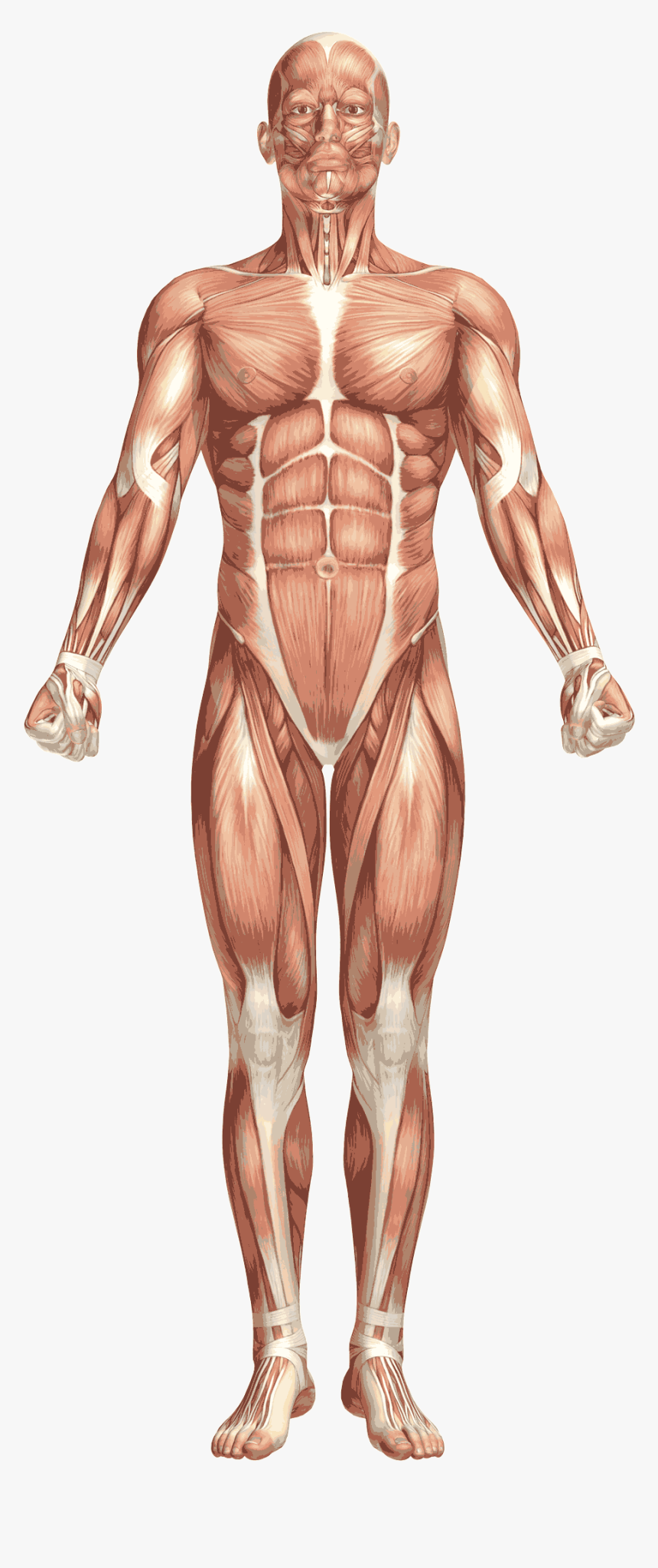 Rotación Interna O Externa, HD Png Download