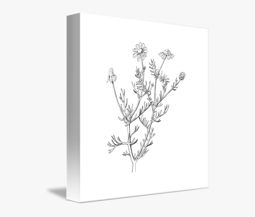 Graphic Transparent Stock By Cynth - Camomile, HD Png Download