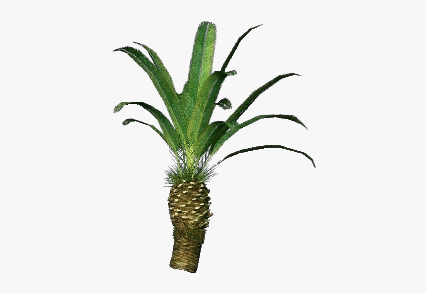 Phoenix Canariensis Png - Pineapple, Transparent Png