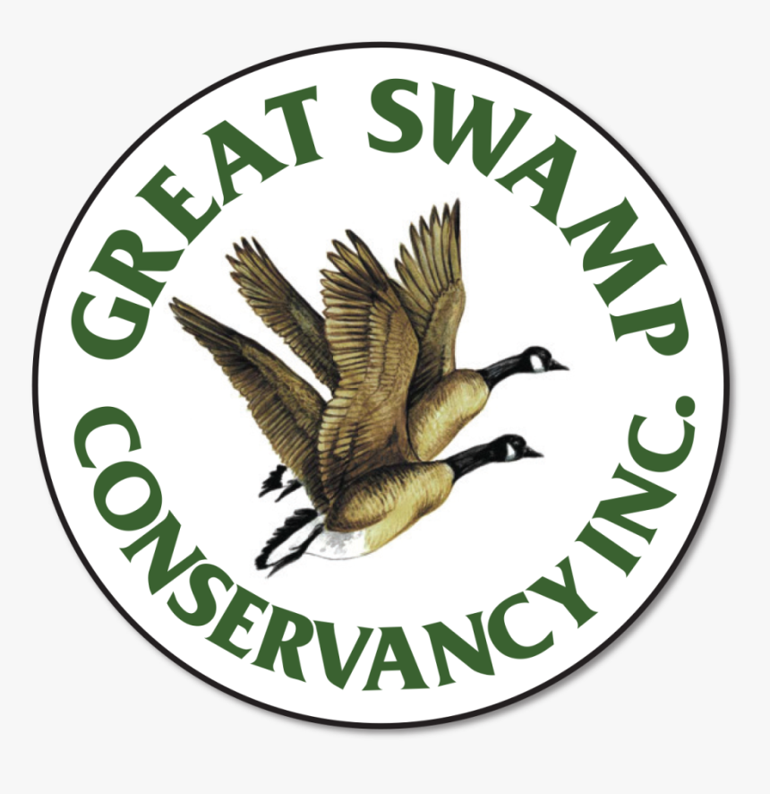 Perching Bird, HD Png Download